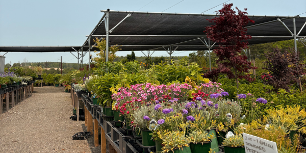 VIP Landing Page pictures VIP Landing Page pictures